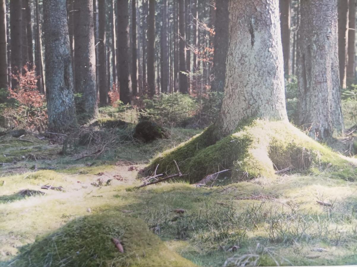 Ferienresidenz Wurmbergblick Apartment Braunlage Luaran gambar